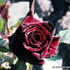 Black Baccara